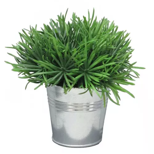 Sprengeri im Eimer 15 cm (S)