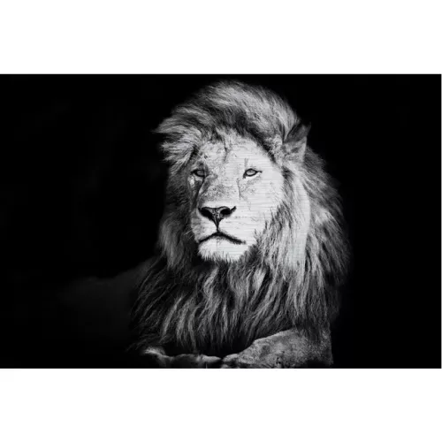 Löwe Alubürste 180x120x2cm