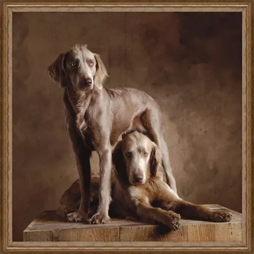 Langhaarige Weimaraner 100x100x3cm