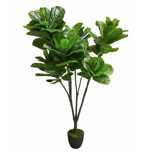 Ficus Iyrata 165x50x50cm