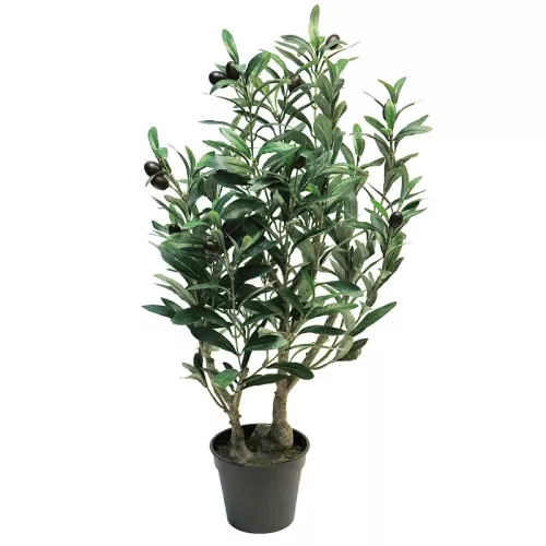 Olivenbaum 70x50x40cm