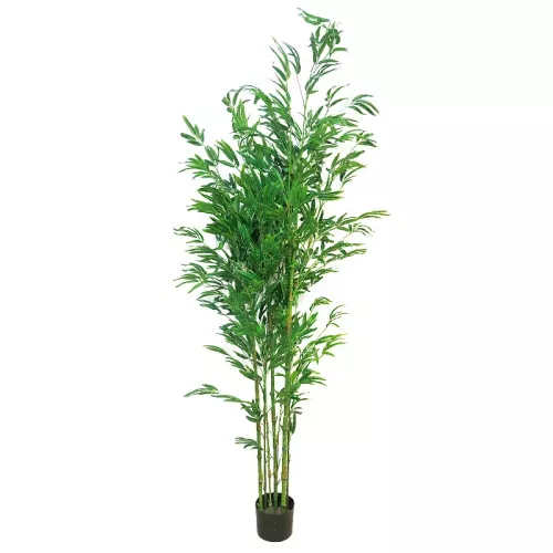 Bambusa Vulgaris 180x60x40cm