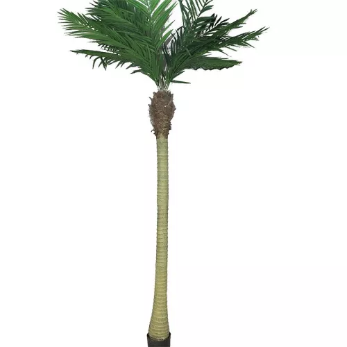 Areca Palme Maui W/Topf 240x70x30cm